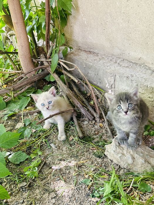 Отдам котят бесплатно