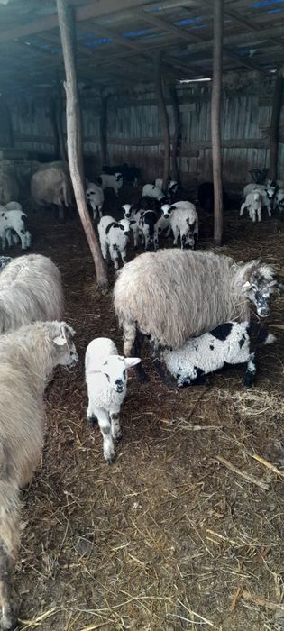 Oi de vânzare, oi gestante