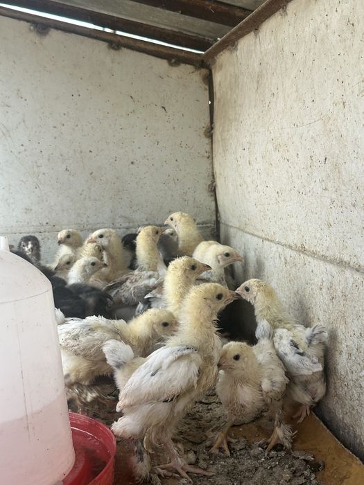 Продам цыплят Брама