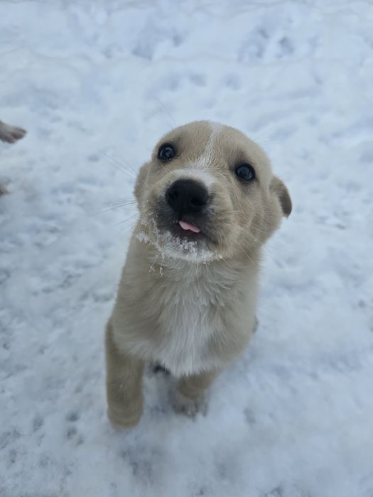 Щенки мальчики мать Хаски+лайка