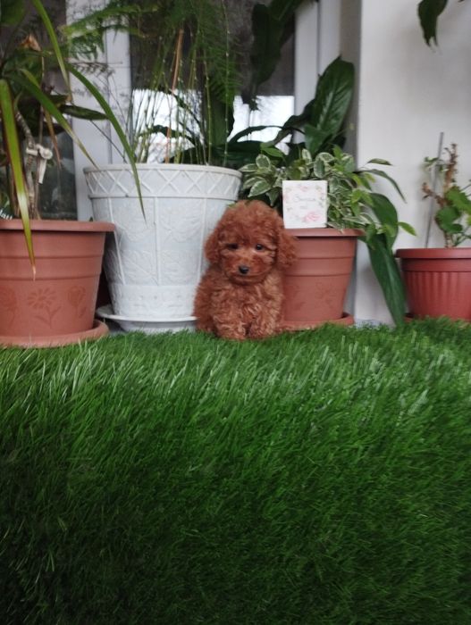 Той Пуделчета  Toy Poodle.