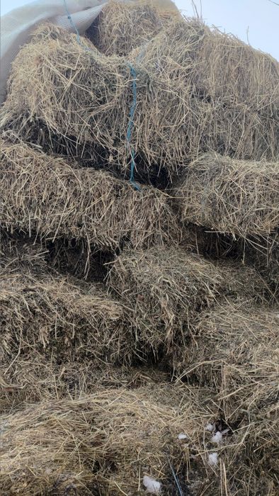 Vand baloti de lucerna coasa 1 2 si 3  2025