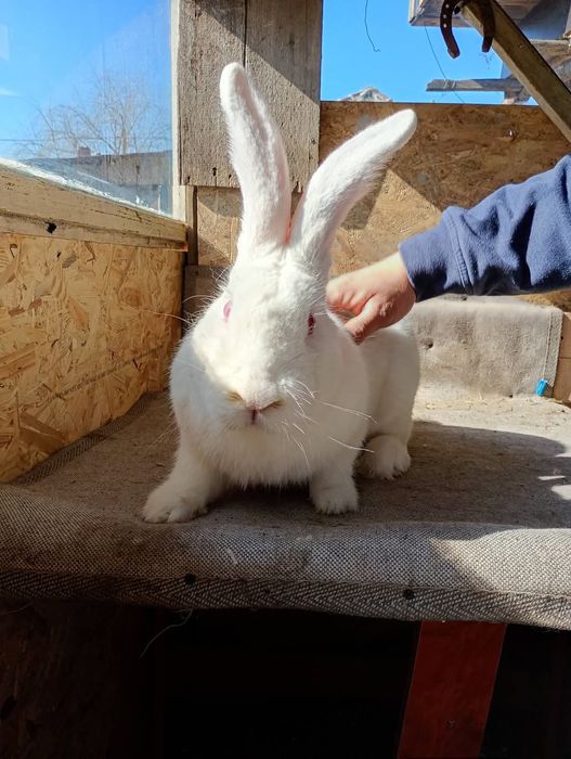 Uriaș German mascul