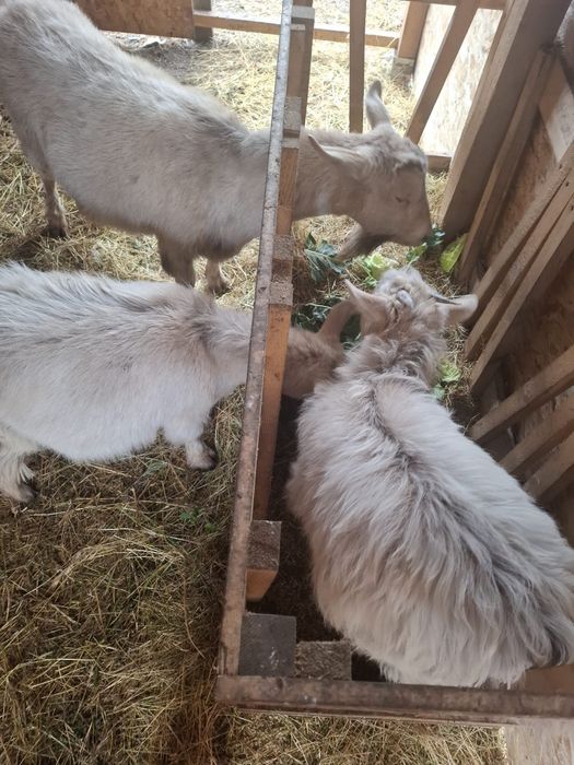 Vând 3 capre crescute in gospodărie