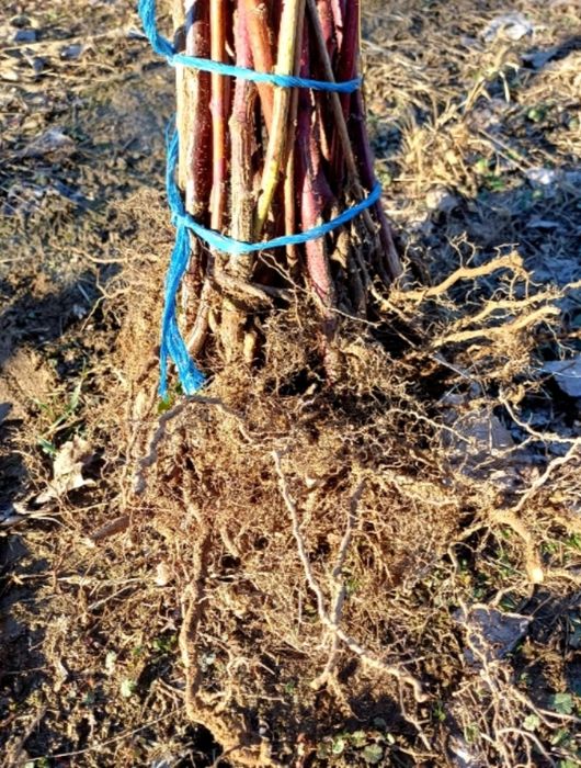 Продавам!! Расат Ягоди! Малини!