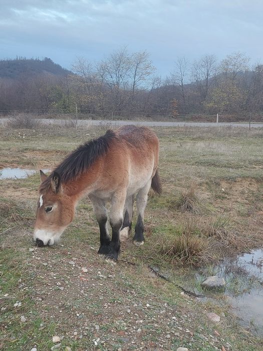 Se vand, manza sarga si murga .