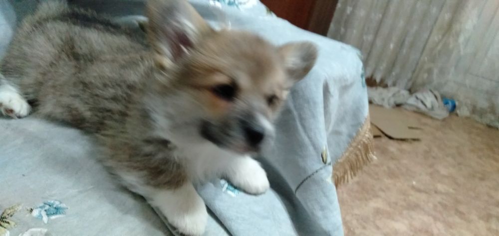 Продаю Щенки корги.