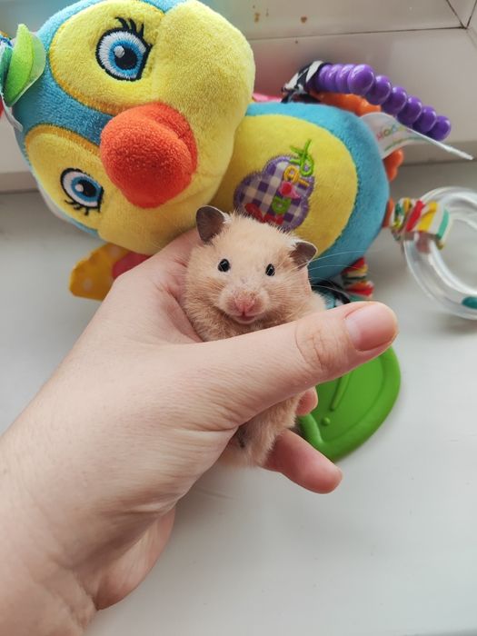 Хомяк сирийскийй