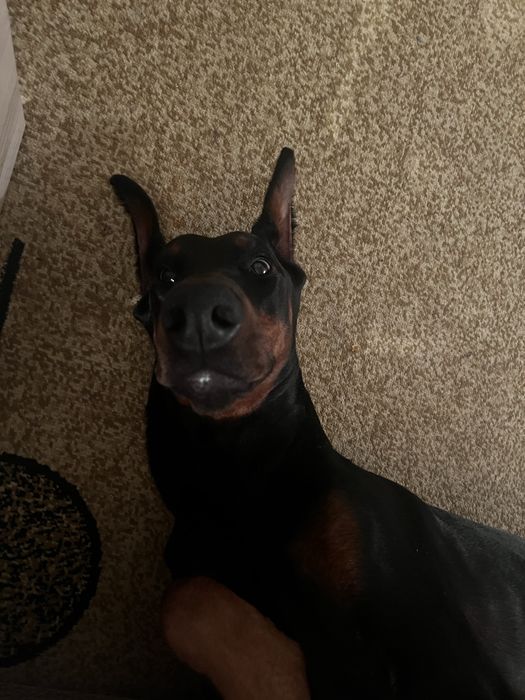 Отдам В добрые руки!