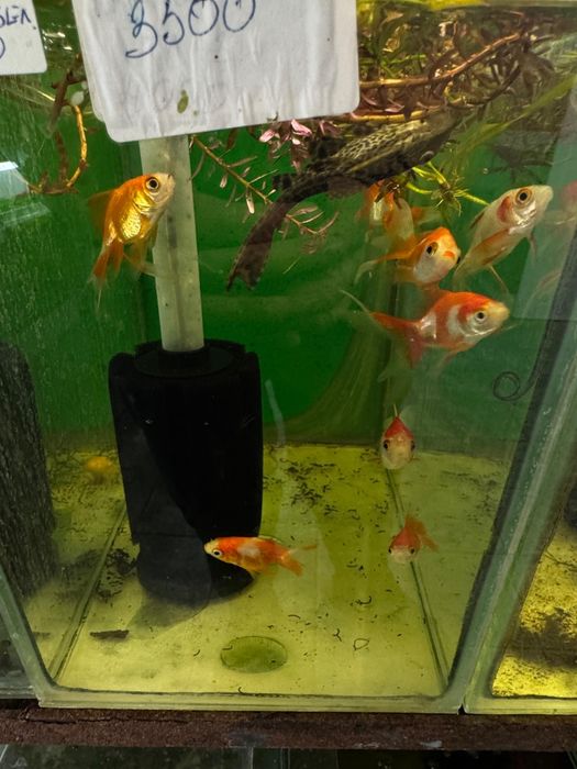 Аквариумные рыбки