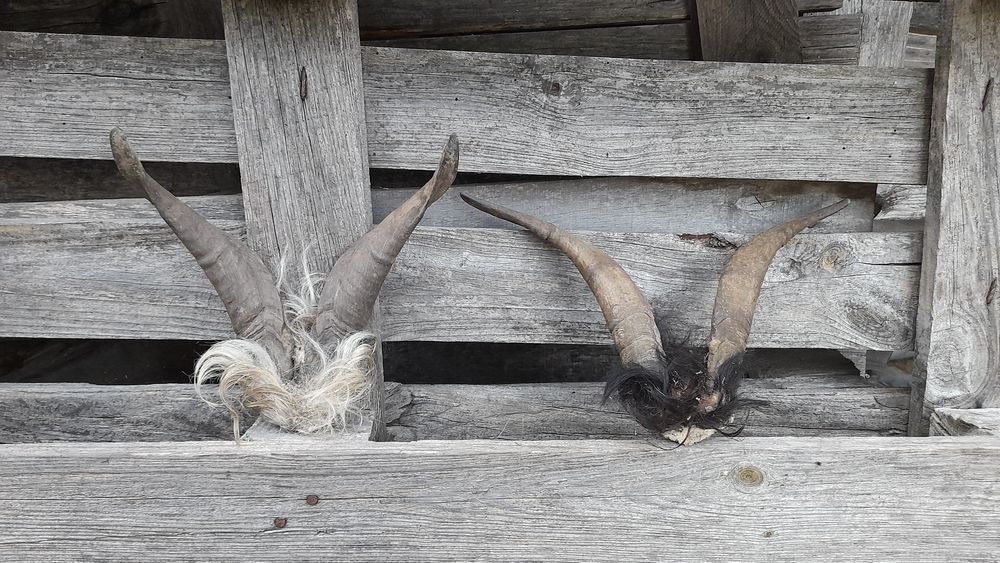 Трофей, рога !!!