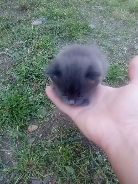 Котята бесплатно