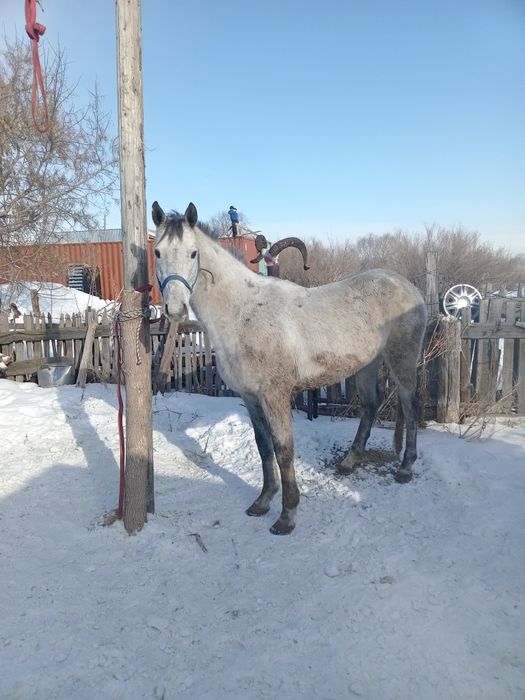Айгыр Орловский рысак