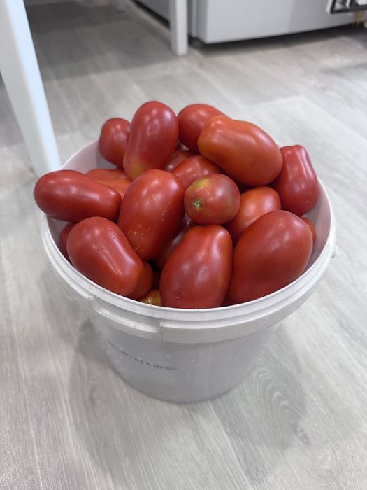 Продам домашние помидоры