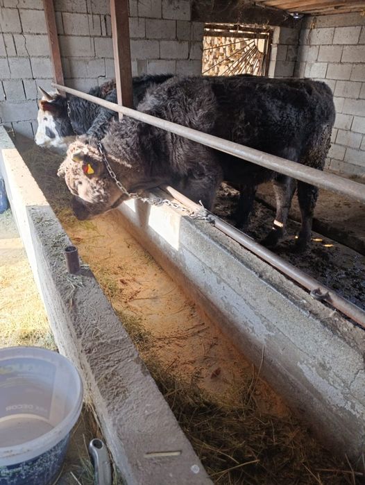 Продается бычки.   .