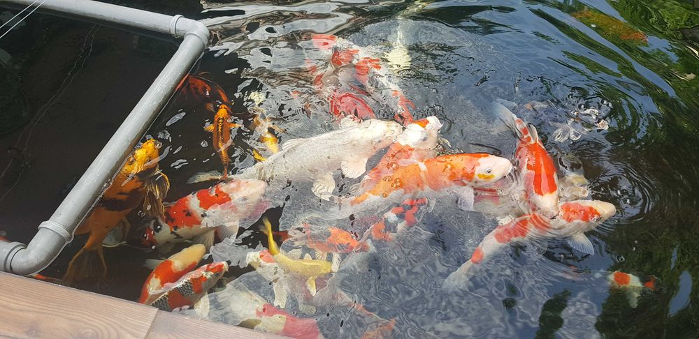 Vand sturioni(aligator,) , crapi koi , butterfly, subunchini si oranda