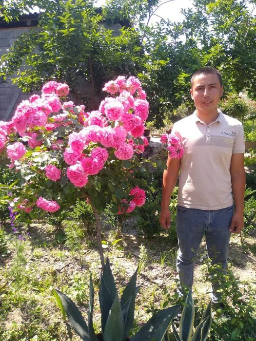 Shtamp atirguli shohona gul