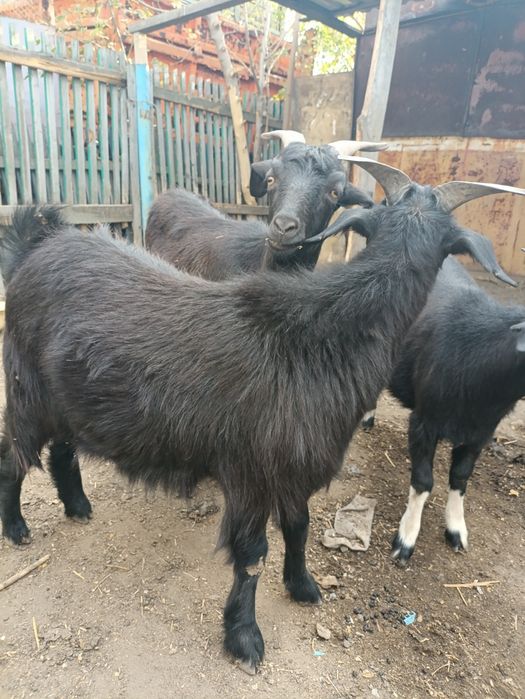 Продам козачек упитанные