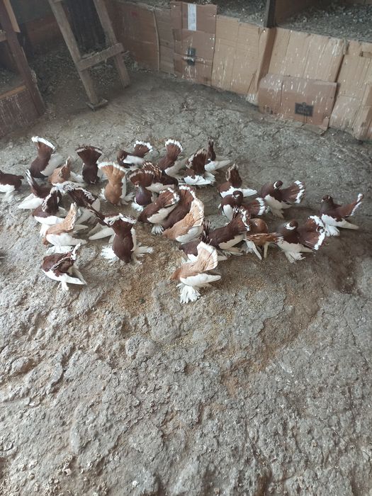 Голуби  домашние