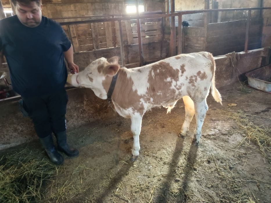 Viței și tauri de vânzare