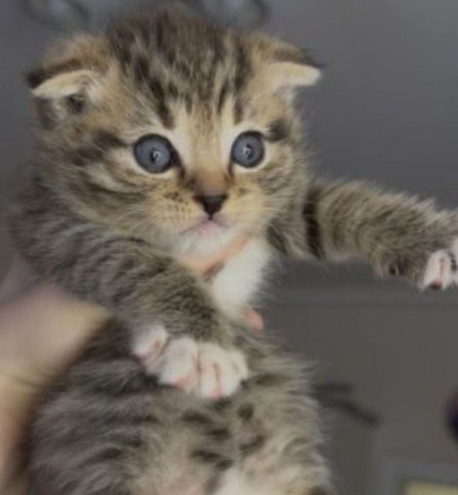 Милашки котята 1.5 мес