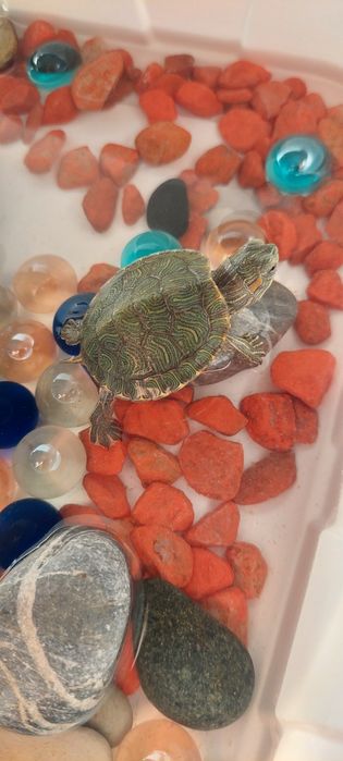 Продам  черепахи