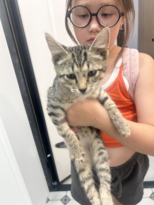 Отдалим котенка в добрые руки!