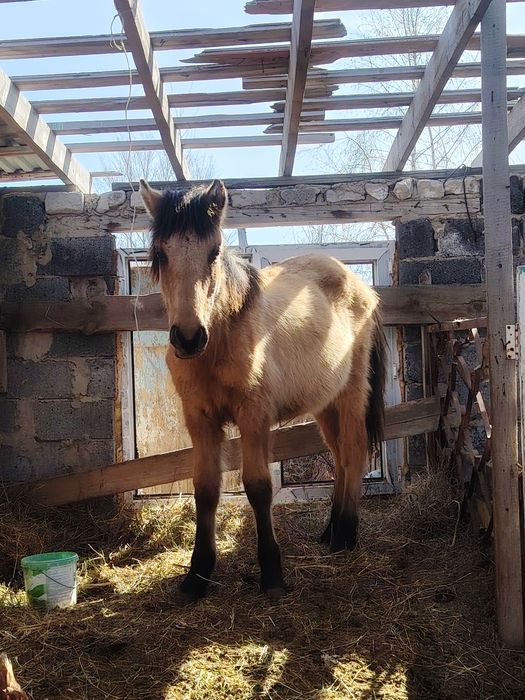 Продам Тай мальчик.