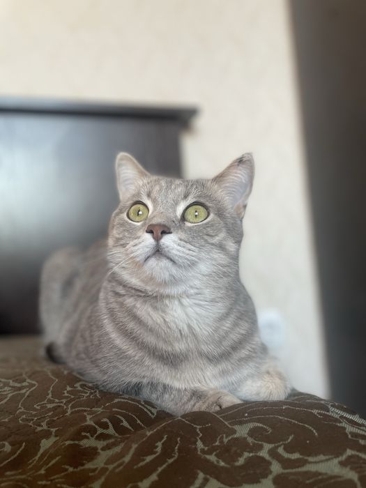Кот мальчик имя томас 5 лет
