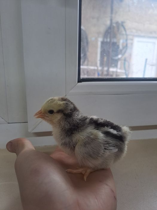 Продам домашних цыплят-несушек