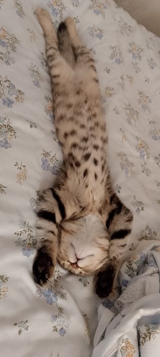 Котёнок вислоухая