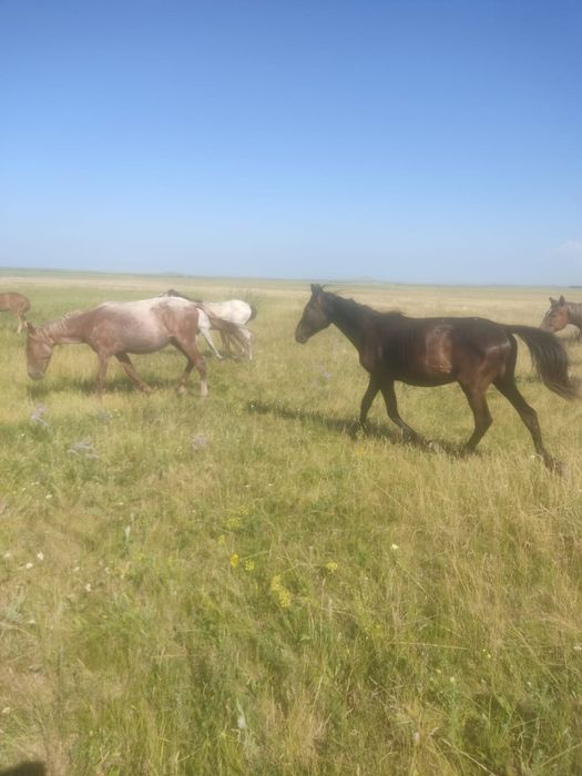 Продам лошадей ,читать описание,торг есть