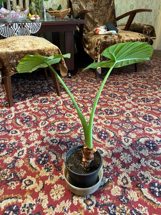 Цвете - стайно -