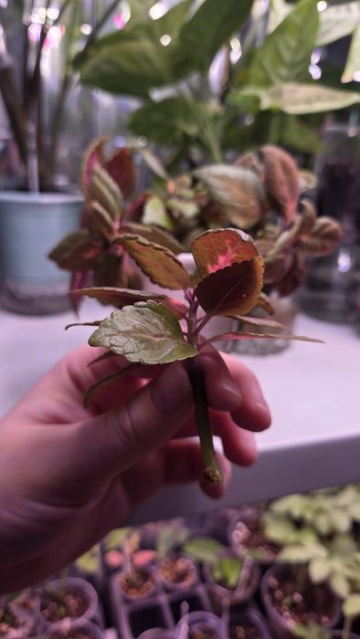 Черенки сортового колеуса