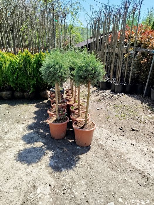 Vând plante ornamentale diferite specii prețuri foarte bune etc