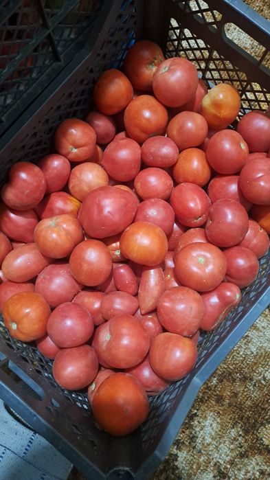 Продам дачные помидоры