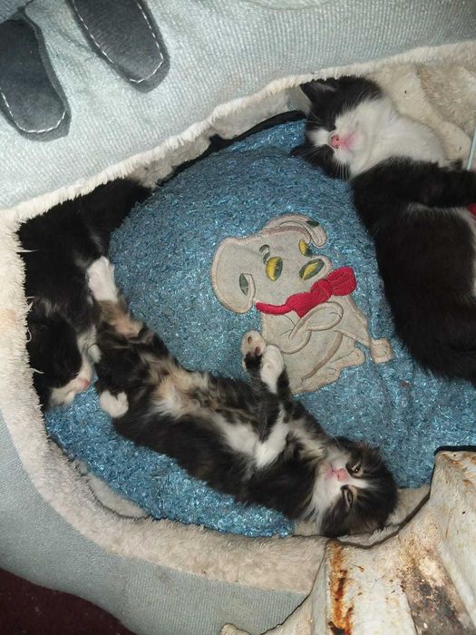 Игривые, воспитанные мурлыки