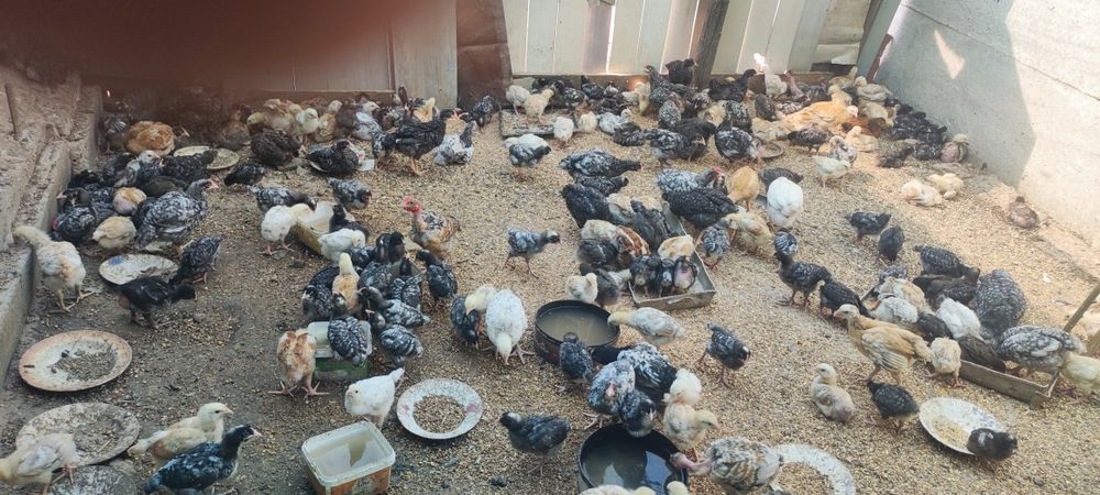 Vand pui crescuți Bio 35 lei bucata