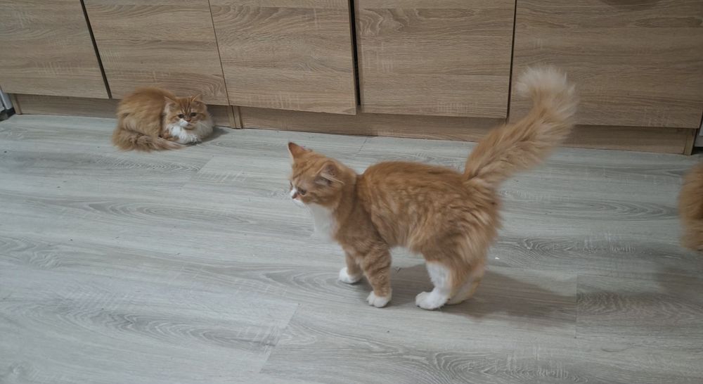 Ангорско  мъжко коте