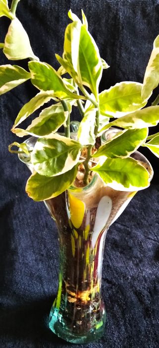 Комнатные цветы,педилантус, сансевьера