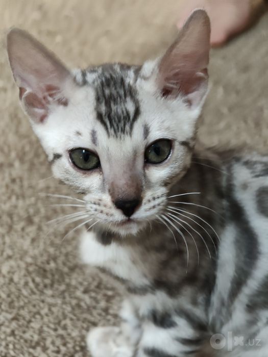 Бенгальский котенок