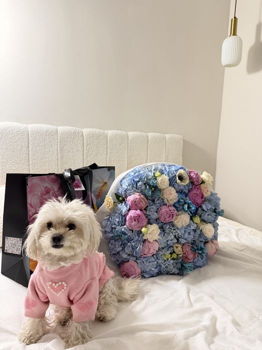 Собачка породы мальтипу