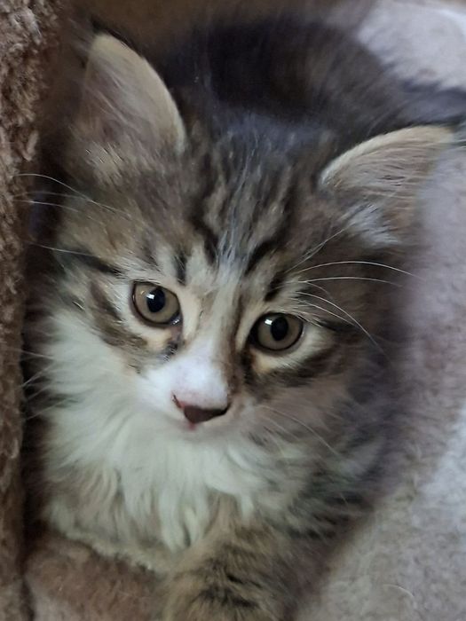 Домашние котята!