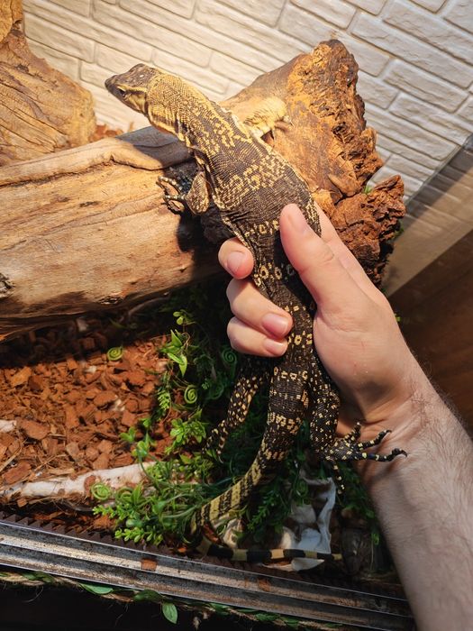 Варан  Сальватор