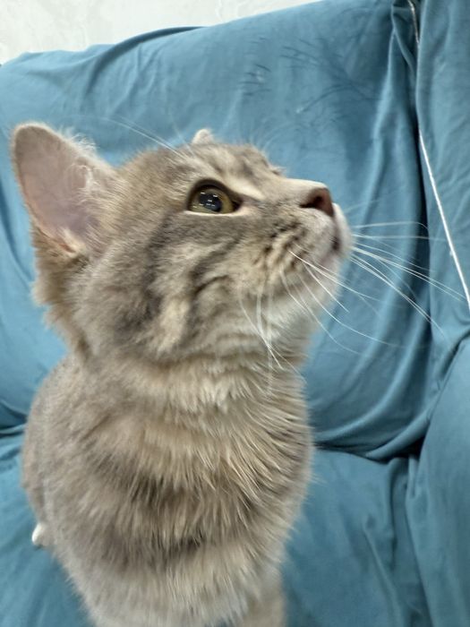 Ұл мысық тегін беріледі