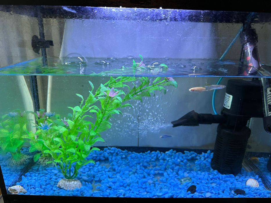 Аквариум с насатками