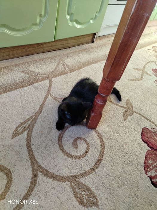 Котик ласковый, игривый