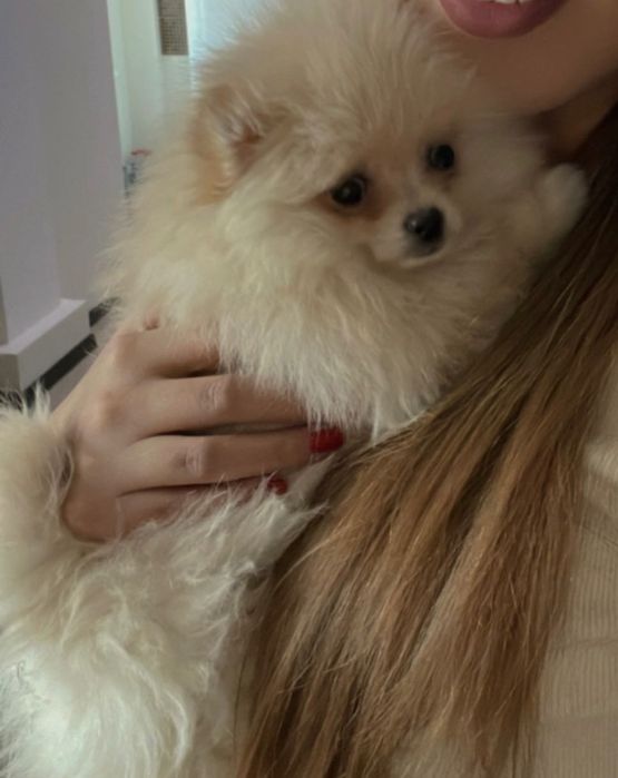 Померанский шпиц