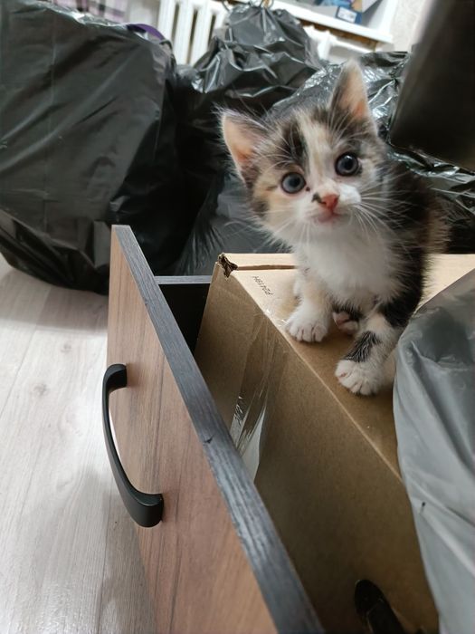 Отдадим котят в добрые руки