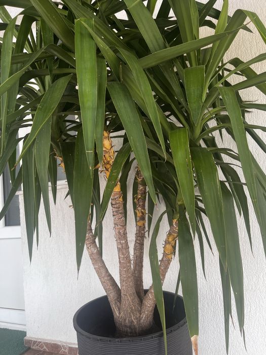 Yucca matură de interior/exterior - plantă decorativă mare